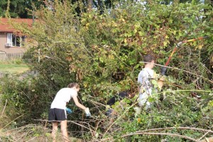 Park Cleanup