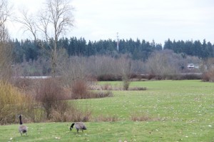 Nick Fiorillo | Hawkeye Lake Ballinger Golf Course will eventually be open for public recreation, but for now the only ones using the course are the geese. 